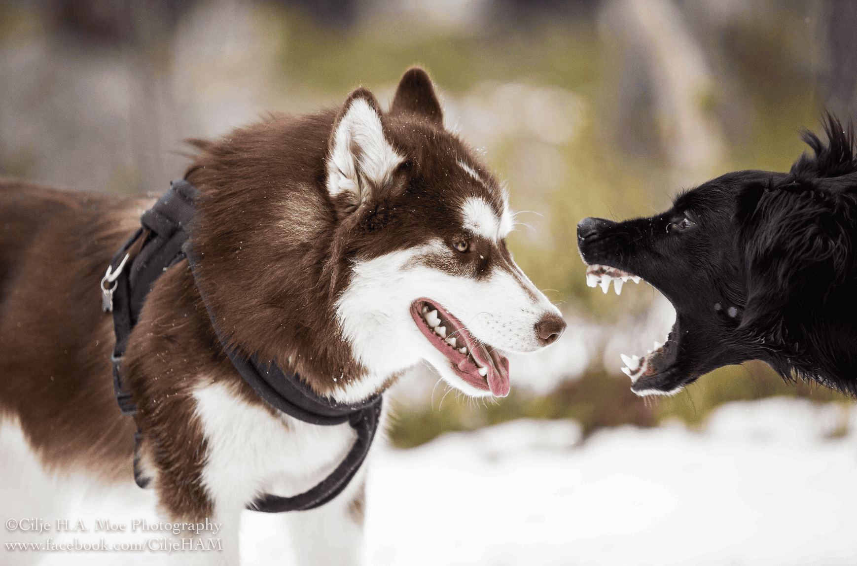 Foredrag: Hund til hund aggresjon